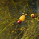 Exocarpos sparteus (Broom Ballart), WA © Terry Dunham