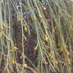 Exocarpos sparteus (Broom Ballart), WA © Terry Dunham