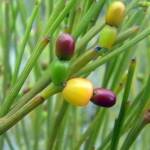 Exocarpos sparteus (Broom Ballart), WA © Terry Dunham