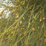 Exocarpos sparteus (Broom Ballart), WA © Terry Dunham