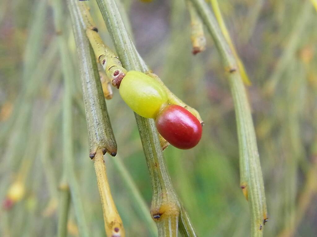 Exocarpos sparteus (Broom Ballart), WA © Terry Dunham