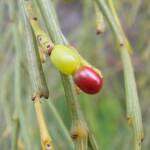 Exocarpos sparteus (Broom Ballart), WA © Terry Dunham