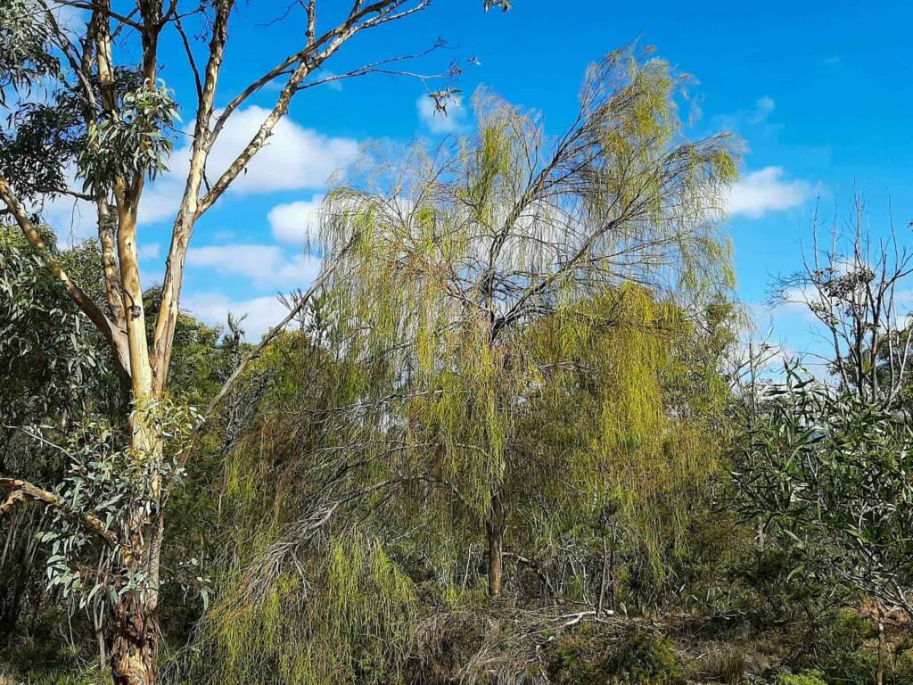 Exocarpos sparteus (Broom Ballart), WA © Terry Dunham