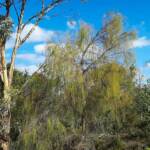 Exocarpos sparteus (Broom Ballart), WA © Terry Dunham