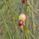 Exocarpos sparteus (Broom Ballart), WA © Terry Dunham