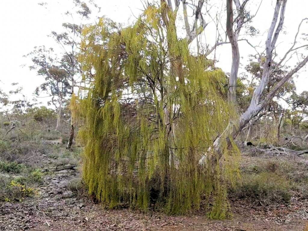 Exocarpos sparteus (Broom Ballart), WA © Terry Dunham