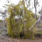 Exocarpos sparteus (Broom Ballart), WA © Terry Dunham