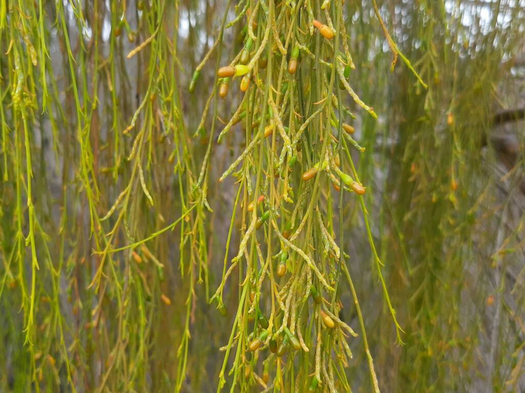 Exocarpos sparteus (Broom Ballart), WA © Terry Dunham