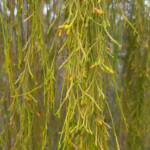 Exocarpos sparteus (Broom Ballart), WA © Terry Dunham