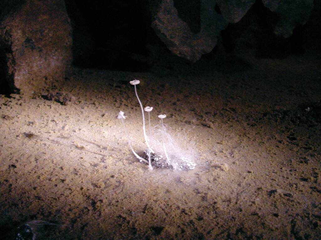 Fungal growth on platypus droppings in Croesus Cave, Tasmania