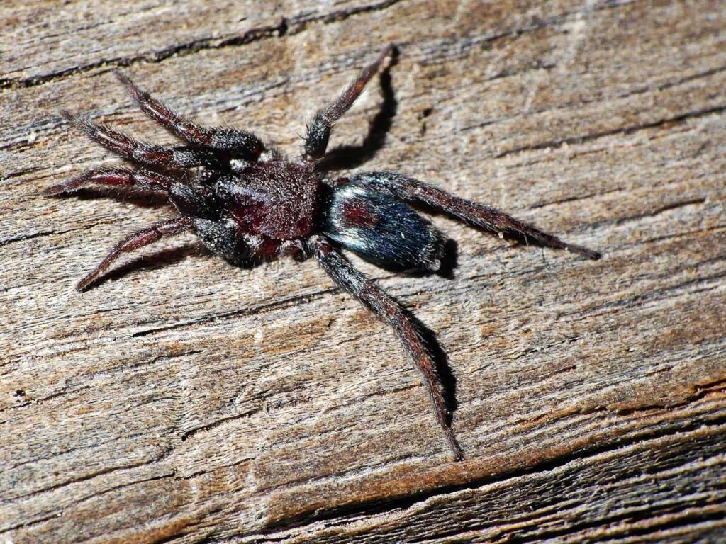 Stealthy Ground Spider (family Gnaphosidae), Belair SA © Marianne Broug