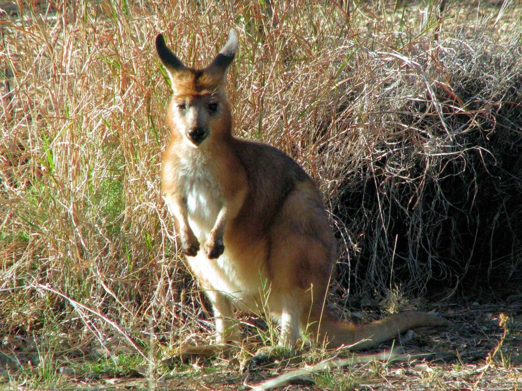 Hills Wallaroo, Olive Pink Botanic Garden NT © Dorothy Latimer