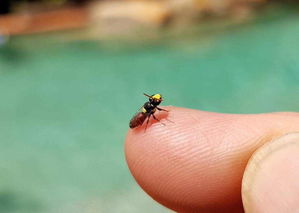 Hylaeus dromedarius, Alice Springs NT