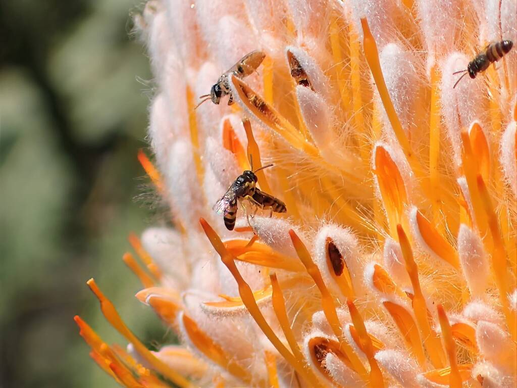 Hylaeus (Prosopisteron) and Euryglossinae, Geraldton, Midwest WA © Gary Taylor