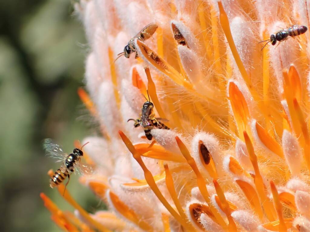 Hylaeus (Prosopisteron) and Euryglossinae, Geraldton, Midwest WA © Gary Taylor