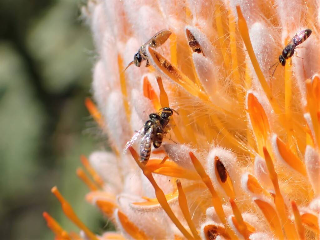 Hylaeus (Prosopisteron) and Euryglossinae, Geraldton, Midwest WA © Gary Taylor