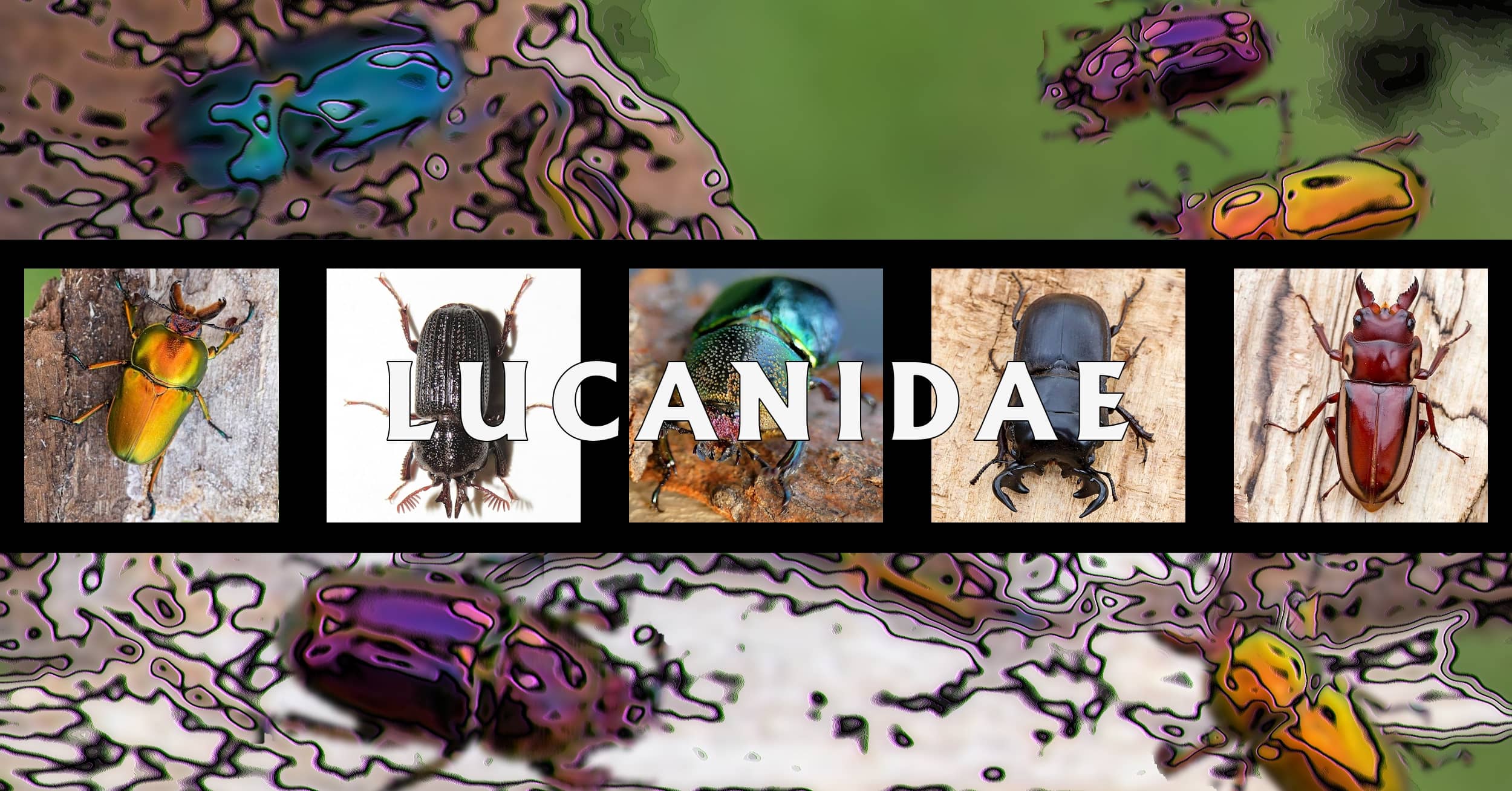 Lucanidae - Ausemade filmstrip