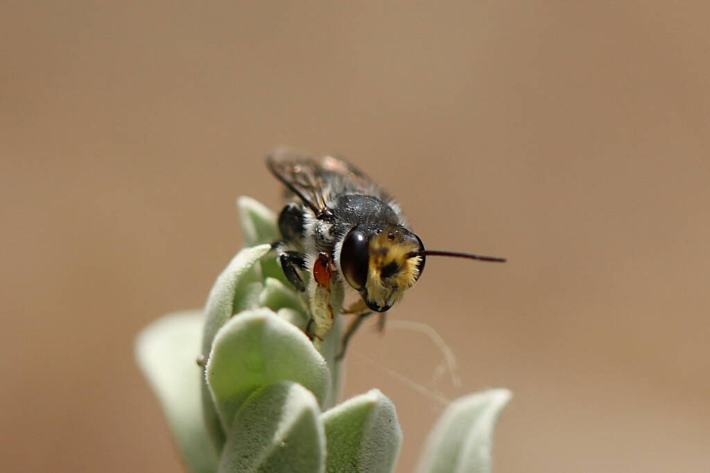 Megachile (Eutricharaea) chrysopyga, Geraldton, Midwest WA © Gary Taylor