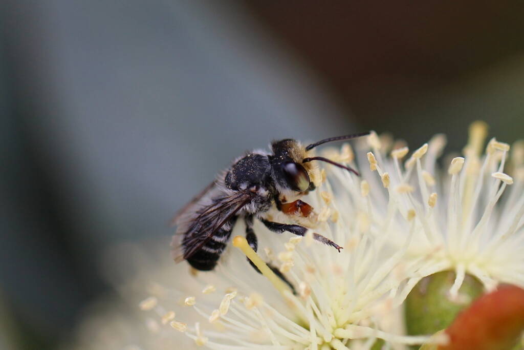 Megachile (Eutricharaea) chrysopyga, Geraldton, Midwest WA © Gary Taylor