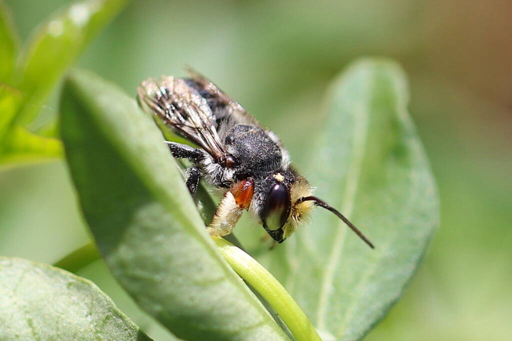 Megachile (Eutricharaea) chrysopyga, Geraldton, Midwest WA © Gary Taylor