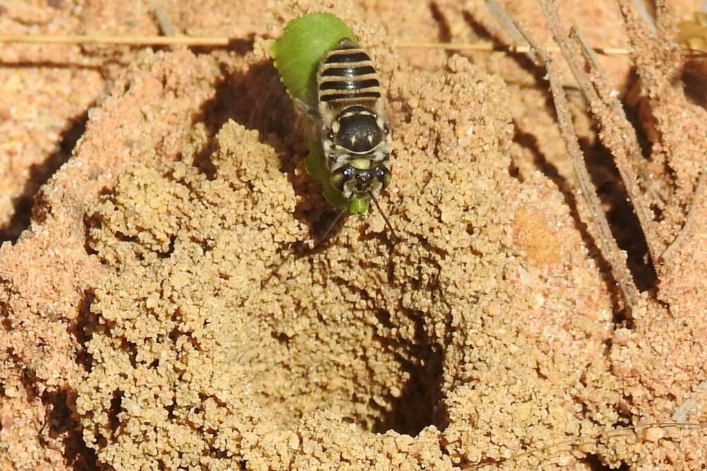 Megachile (Eutricharaea) macularis, Midwest WA © Gary Taylor