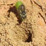 Megachile (Eutricharaea) macularis, Midwest WA © Gary Taylor