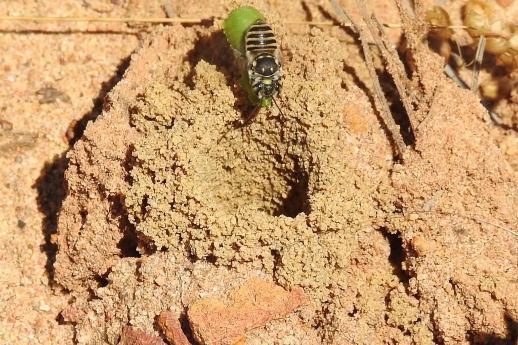 Megachile (Eutricharaea) macularis, Midwest WA © Gary Taylor