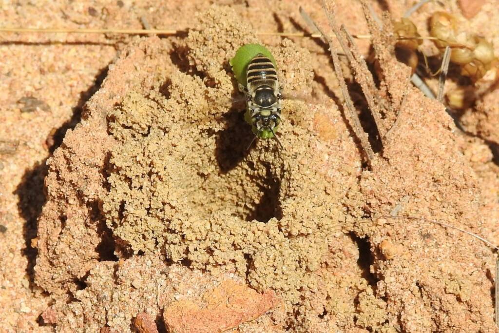 Megachile (Eutricharaea) macularis, Midwest WA © Gary Taylor