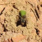 Megachile (Eutricharaea) macularis, Midwest WA © Gary Taylor