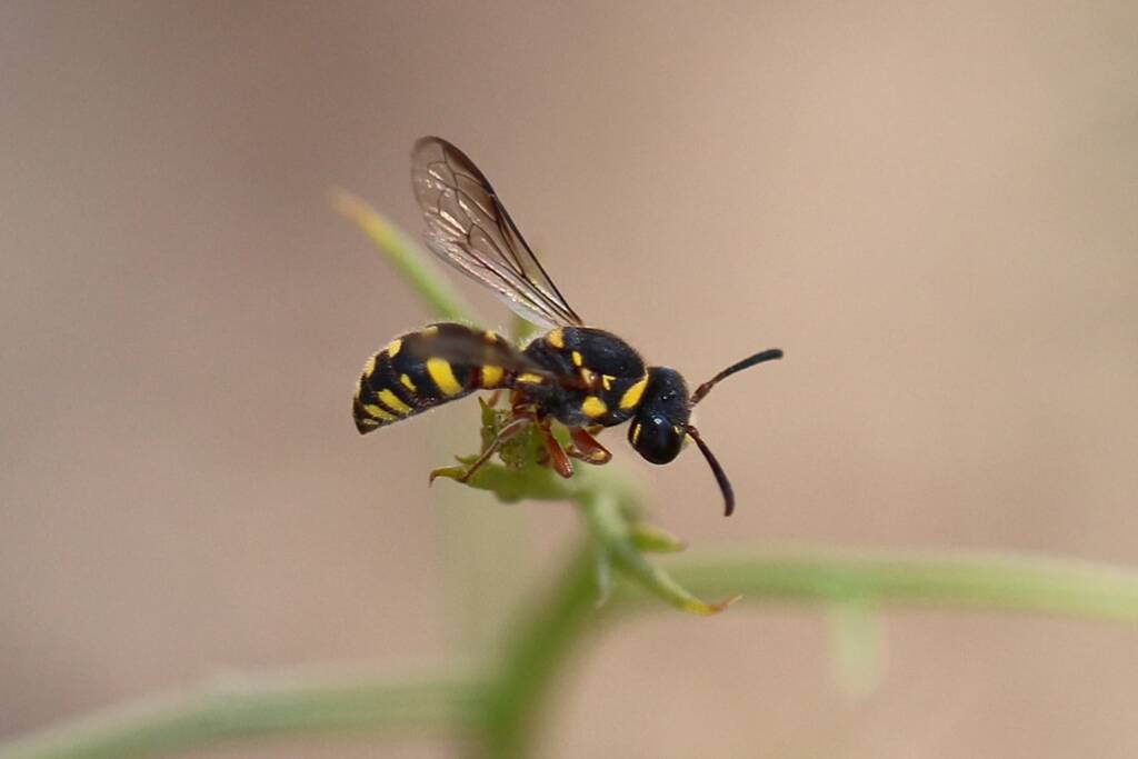 Pollen Wasp (Metaparagia genus / family Masarinae), Geraldton-ish, Midwest WA © Gary Taylor