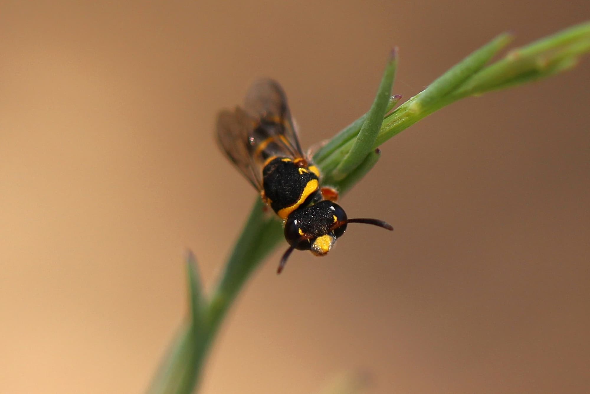 Pollen Wasp (Metaparagia genus / family Masarinae), Geraldton-ish, Midwest WA © Gary Taylor