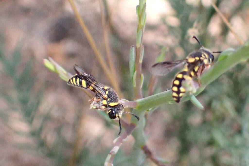Pollen Wasp (Metaparagia genus / family Masarinae), Geraldton-ish, Midwest WA © Gary Taylor
