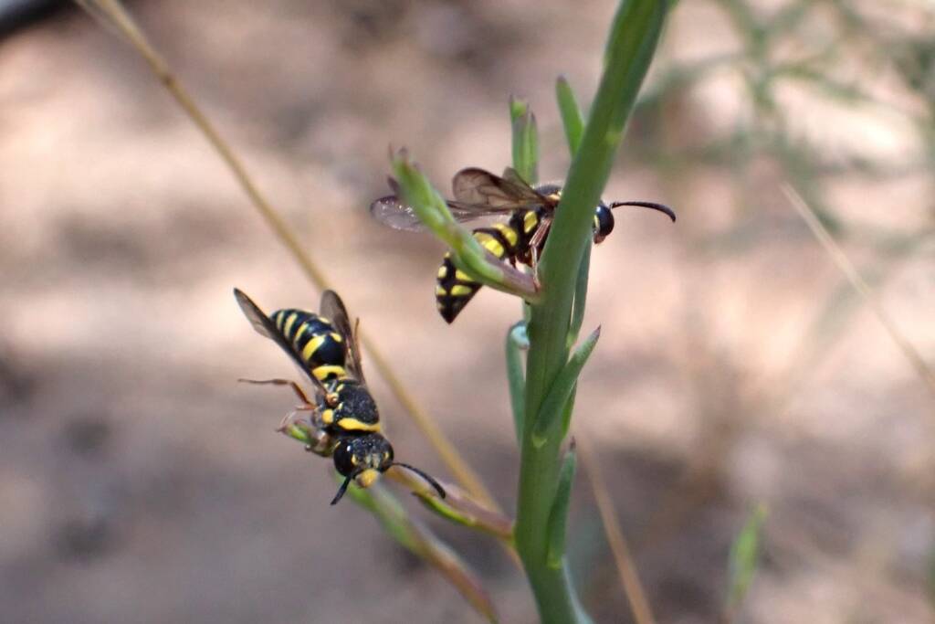 Pollen Wasp (Metaparagia genus / family Masarinae), Geraldton-ish, Midwest WA © Gary Taylor