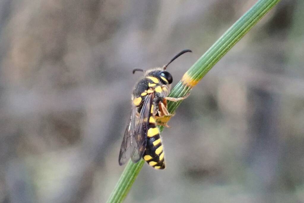 Pollen Wasp (Metaparagia genus / family Masarinae), Geraldton-ish, Midwest WA © Gary Taylor