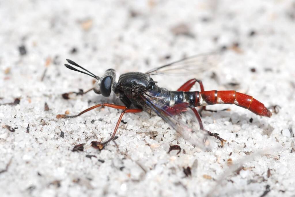 Miltinus stenogaster, Wandoo National Park WA © Jean and Fred Hort