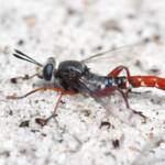 Miltinus stenogaster, Wandoo National Park WA © Jean and Fred Hort