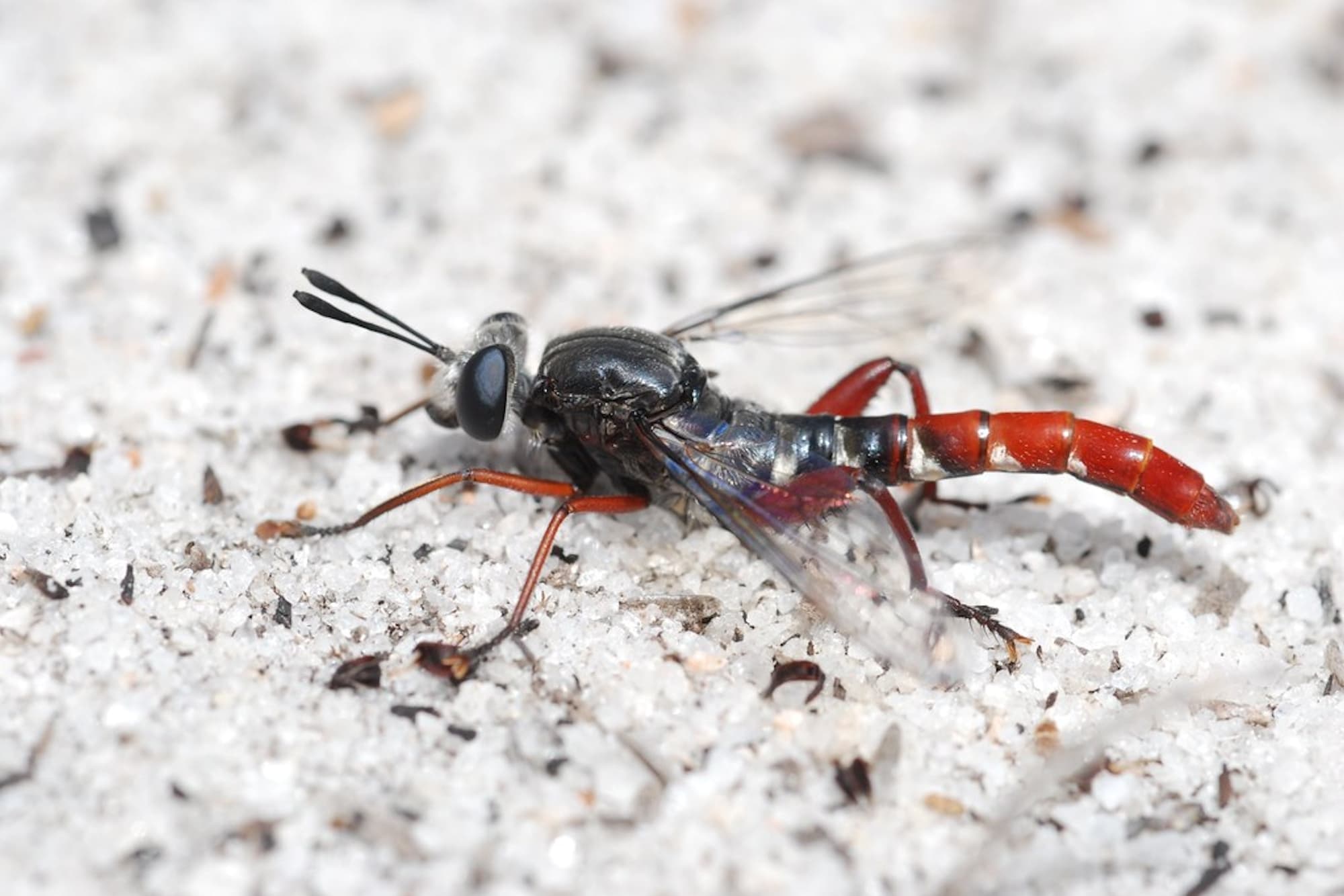 Miltinus stenogaster, Wandoo National Park WA © Jean and Fred Hort