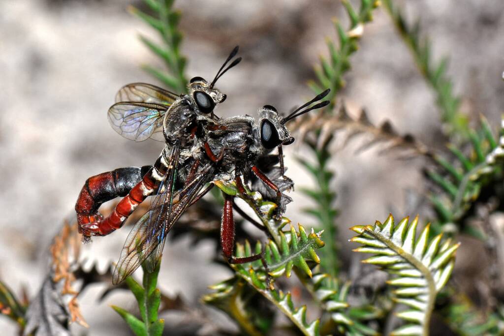 Miltinus stenogaster mating, Wandoo National Park WA © Jean and Fred Hort