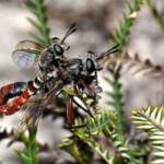 Miltinus stenogaster mating, Wandoo National Park WA © Jean and Fred Hort
