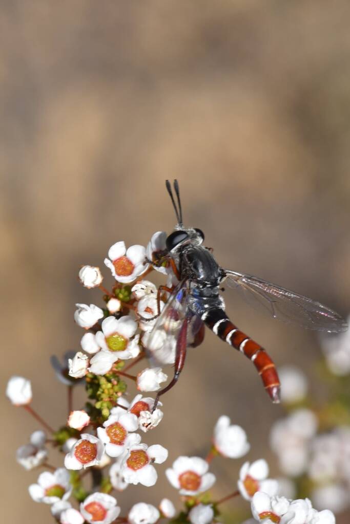 Miltinus stenogaster (Mydas fly), Wandoo National Park WA © Jean and Fred Hort