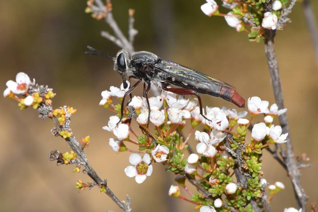 Miltinus stenogaster (Mydas fly feeding on Tetrapora preissiana flowers), Wandoo National Park WA © Jean and Fred Hort