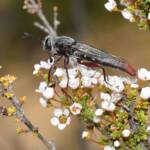 Miltinus stenogaster (Mydas fly feeding on Tetrapora preissiana flowers), Wandoo National Park WA © Jean and Fred Hort