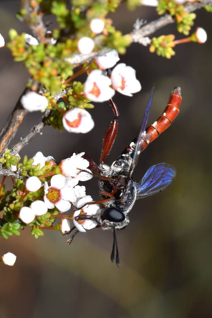 Miltinus stenogaster (Mydas fly), Wandoo National Park WA © Jean and Fred Hort