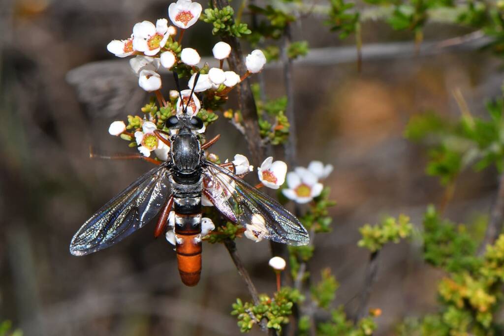 Miltinus stenogaster (Mydas fly), Wandoo National Park WA © Jean and Fred Hort