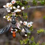 Miltinus stenogaster (Mydas fly), Wandoo National Park WA © Jean and Fred Hort
