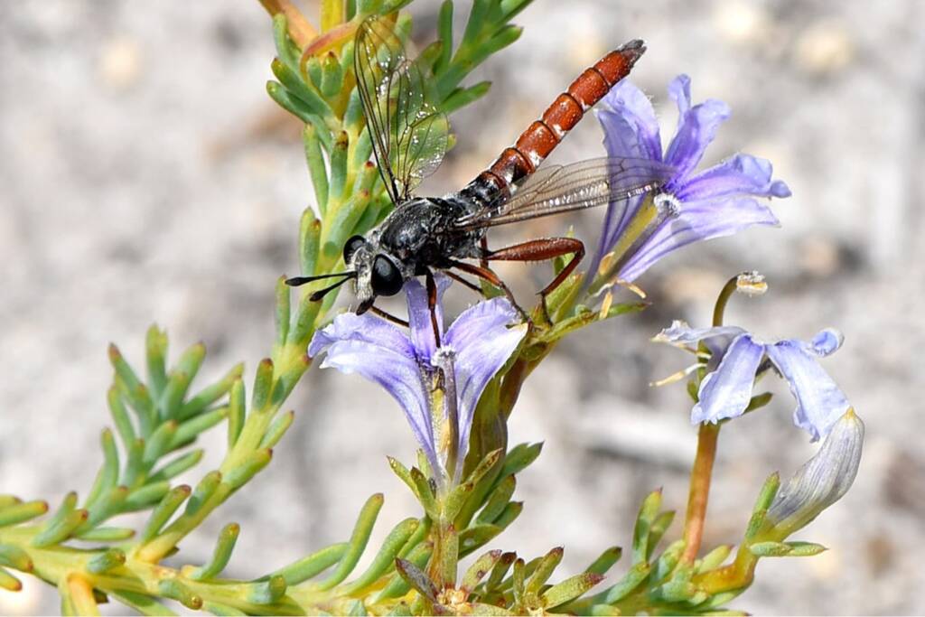 Miltinus stenogaster (on Lechenaultia floribunda), Yeal Nature Reserve WA © Jean and Fred Hort