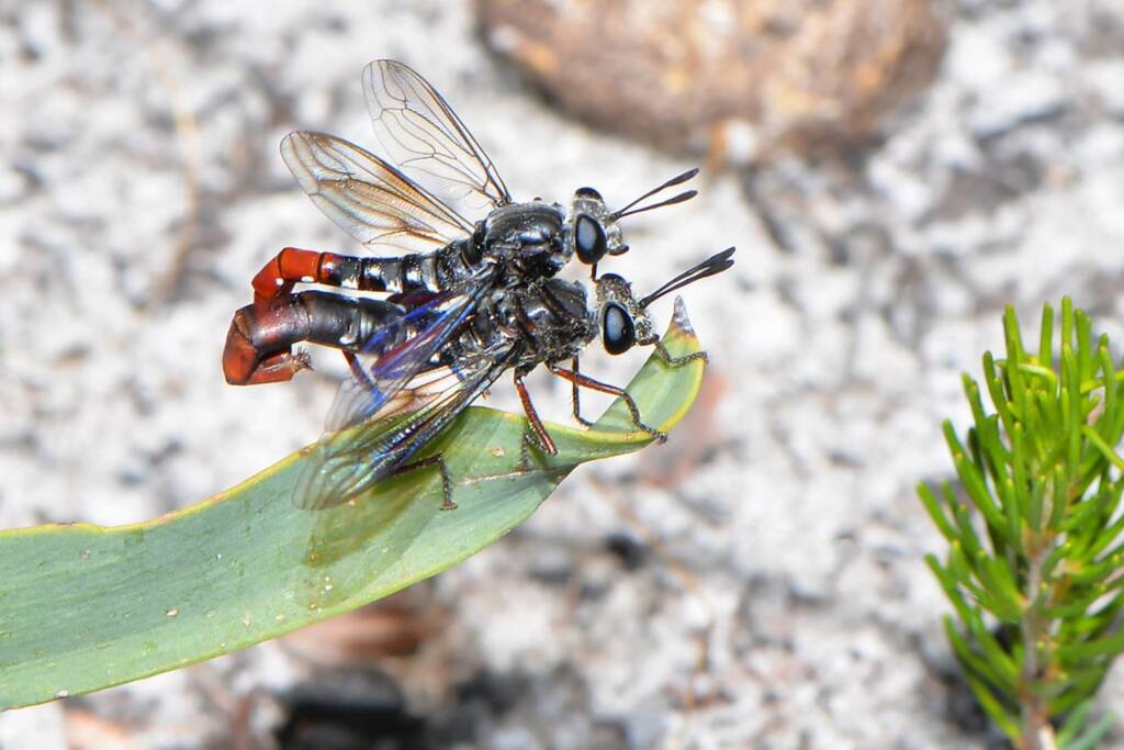 Miltinus stenogaster mating (the larger fly is the female), Mount Cooke WA © Jean and Fred Hort