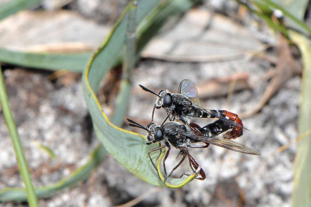 Miltinus stenogaster mating (the larger fly is the female), Mount Cooke WA © Jean and Fred Hort