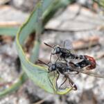 Miltinus stenogaster mating (the larger fly is the female), Mount Cooke WA © Jean and Fred Hort