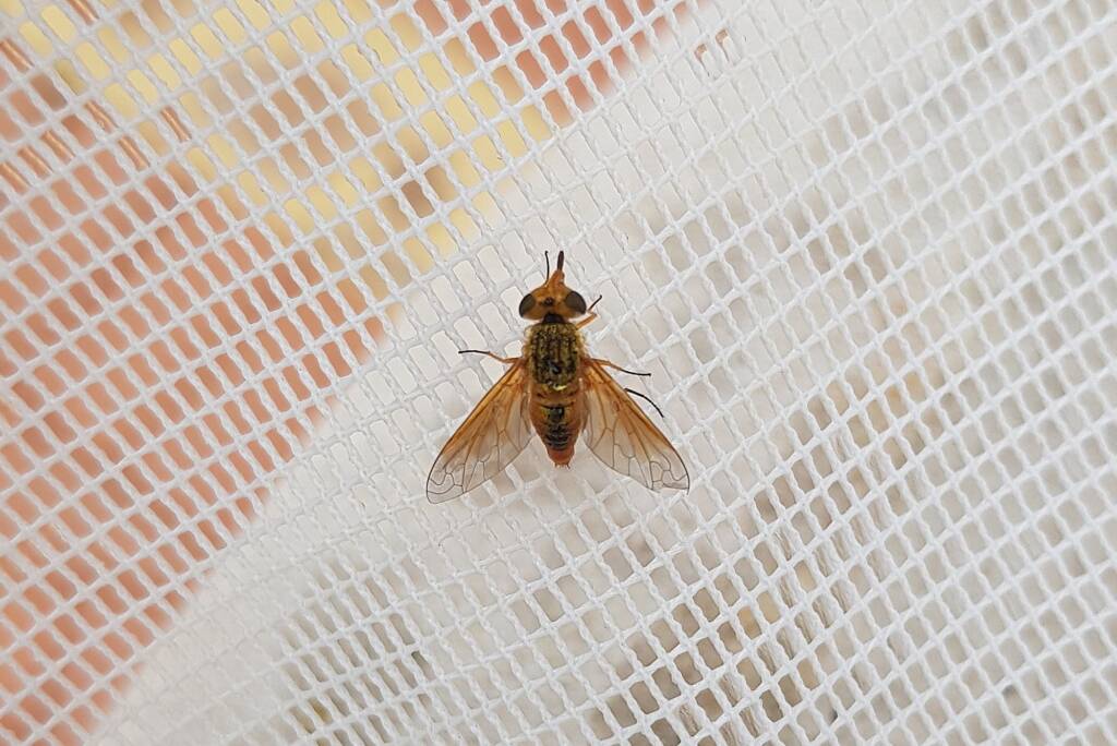 Neosardus sp (Bee Flies family Bombyliidae), Alice Springs NT